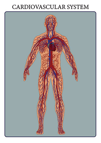 The cardiovascular system consists of the heart, blood vessels, and the approximately 5 liters of blood that the blood vessels transport. Responsible for transporting oxygen, nutrients, hormones, and cellular waste products throughout the body, the cardiovascular system is powered by the body’s hardest-working organ — the heart, which is only about the size of a closed fist. Even at rest, the average heart easily pumps over 5 liters of blood throughout the body every minute The cardiovascular system consists of the heart, blood vessels, and the approximately 5 liters of blood that the blood vessels transport. Responsible for transporting oxygen, nutrients, hormones, and cellular waste products throughout the body, the cardiovascular system is powered by the body’s hardest-working organ — the heart, which is only about the size of a closed fist. Even at rest, the average heart easily pumps over 5 liters of blood throughout the body every minute