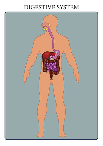 The human digestive system is the means by which tissues and organs receive nutrients to function. The system breaks down food, extracts nutrients from it, and converts these into energy. The human digestive system is the means by which tissues and organs receive nutrients to function. The system breaks down food, extracts nutrients from it, and converts these into energy.
