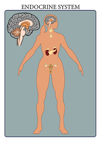The endocrine system includes all of the glands of the body and the hormones produced by those glands. The glands are controlled directly by stimulation from the nervous system as well as by chemical receptors in the blood and hormones produced by other glands. By regulating the functions of organs in the body, these glands help to maintain the body’s homeostasis. Cellular metabolism, reproduction, sexual development, sugar and mineral homeostasis, heart rate, and digestion The endocrine system includes all of the glands of the body and the hormones produced by those glands. The glands are controlled directly by stimulation from the nervous system as well as by chemical receptors in the blood and hormones produced by other glands. By regulating the functions of organs in the body, these glands help to maintain the body’s homeostasis. Cellular metabolism, reproduction, sexual development, sugar and mineral homeostasis, heart rate, and digestion