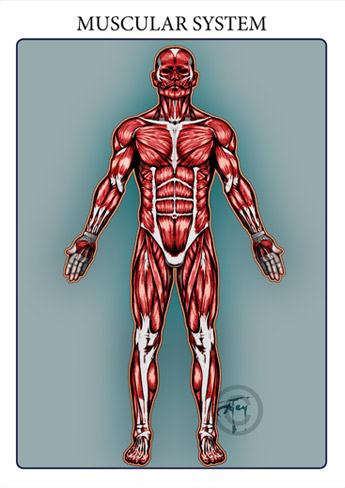 The muscular system is responsible for the movement of the human body. Attached to the bones of the skeletal system are about 700 named muscles that make up roughly half of a person’s body weight. Each of these muscles is a discrete organ constructed of skeletal muscle tissue, blood vessels, tendons, and nerves. The muscular system is responsible for the movement of the human body. Attached to the bones of the skeletal system are about 700 named muscles that make up roughly half of a person’s body weight. Each of these muscles is a discrete organ constructed of skeletal muscle tissue, blood vessels, tendons, and nerves.