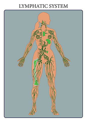 The immune and lymphatic systems are two closely related organ systems that share several organs and physiological functions. The immune system is our body’s defense system against infectious pathogenic viruses, bacteria, and fungi as well as parasitic animals and protists. The immune system works to keep these harmful agents out of the body and attacks those that manage to enter. The lymphatic system is a system of capillaries, vessels, nodes and other organs that transport a fluid called lymph from the tissues as it returns to the bloodstream. The lymphatic tissue of these organs filters and cleans the lymph of any debris, abnormal cells, or pathogens. The lymphatic system also transports fatty acids from the intestines to the circulatory system. The immune and lymphatic systems are two closely related organ systems that share several organs and physiological functions. The immune system is our body’s defense system against infectious pathogenic viruses, bacteria, and fungi as well as parasitic animals and protists. The immune system works to keep these harmful agents out of the body and attacks those that manage to enter. The lymphatic system is a system of capillaries, vessels, nodes and other organs that transport a fluid called lymph from the tissues as it returns to the bloodstream. The lymphatic tissue of these organs filters and cleans the lymph of any debris, abnormal cells, or pathogens. The lymphatic system also transports fatty acids from the intestines to the circulatory system.