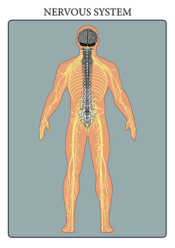 The nervous system consists of the brain, spinal cord, sensory organs, and all of the nerves that connect these organs with the rest of the body. Together, these organs are responsible for the control of the body and communication among its parts. The brain and spinal cord form the control center known as the central nervous system (CNS), where information is evaluated and decisions made. The nervous system consists of the brain, spinal cord, sensory organs, and all of the nerves that connect these organs with the rest of the body. Together, these organs are responsible for the control of the body and communication among its parts. The brain and spinal cord form the control center known as the central nervous system (CNS), where information is evaluated and decisions made.