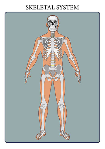 The skeletal system includes all of the bones and joints in the body. Each bone is a complex living organ that is made up of many cells, protein fibers, and minerals. The skeleton acts as a scaffold by providing support and protection for the soft tissues that make up the rest of the body. The skeletal system also provides attachment points for muscles to allow movements at the joints. New blood cells are produced by the red bone marrow inside of our bones. The skeletal system includes all of the bones and joints in the body. Each bone is a complex living organ that is made up of many cells, protein fibers, and minerals. The skeleton acts as a scaffold by providing support and protection for the soft tissues that make up the rest of the body. The skeletal system also provides attachment points for muscles to allow movements at the joints. New blood cells are produced by the red bone marrow inside of our bones.