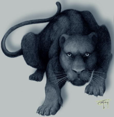 Black panter pencil sketch Black panter pencil sketch